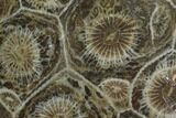 Polished Fossil Coral (Actinocyathus) - Morocco #100705-1